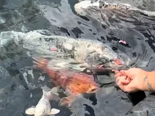 Super tamme Koi karper 