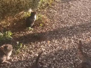 Dejlige små hunkatte