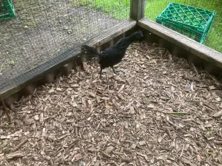 Ayam Cemani kyllinger