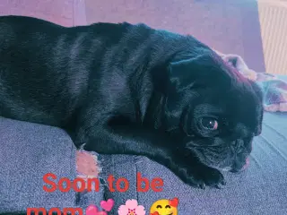 Mops puppies 