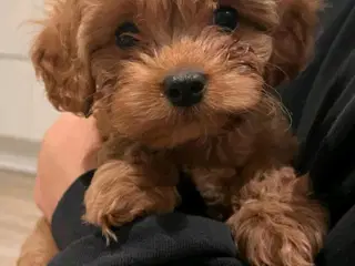 Cavapoo F1 til salg 