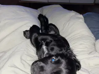Ft cocker spaniel