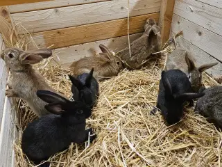 Kaniner, stor race.