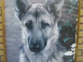 Stor ramme med schäferhund