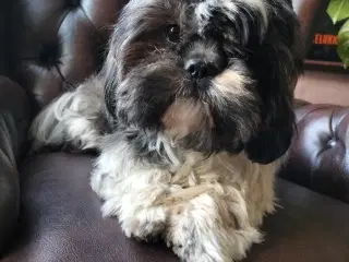 Shih Tzu tæve