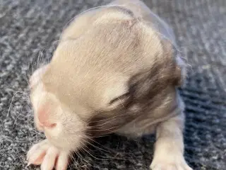 FRANSK VÆDDER HAN HAVANA OTTER