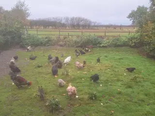 Hobby høns