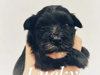 Bichon Havanais DKK 