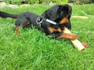Tysk jagt Terrier 