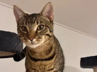 Simba og Puma søger deres ny kærligste hjem 