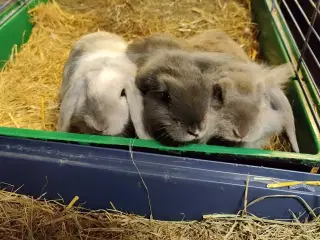 Dværgvædder satin unger