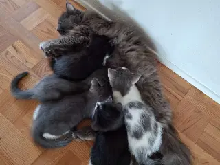 Killinger - Mainecoone blanding