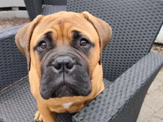 Bull mastiff med DKK stamtavle