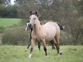 1 års Welsh Cob hoppe (Kat 1)