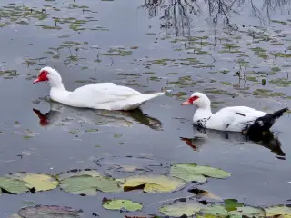 Moskus ande par sælges