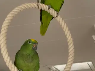 Amazone papegøjer