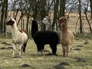 Alpakaer 4 stk 