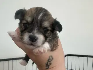 Lhasa apso - Cato