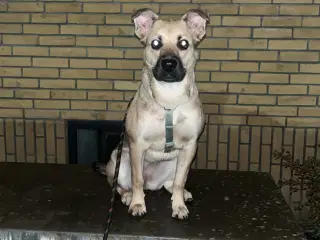 Rigtig smuk pige hør efter og elsker at går en tur