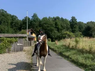 Tinker vallak på 18 år Søger nyt og kærligt hjem. 