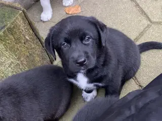 Hundehvalpe Blanding labrador/border collie. 