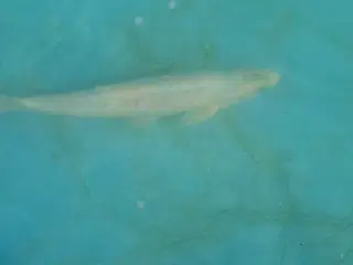 Koi karber, shubikin,  blåemder