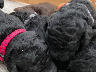 Labradoodle/ kongepuddel 