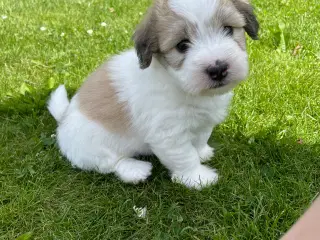 2 dejlige coton de tulear hvalpe søger nye familie