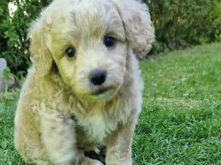 Havapoo Puddel &Bichon Havanais hvalpe 