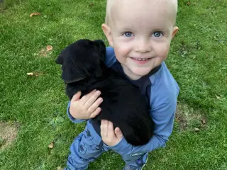 Labradorhvalpe sælges