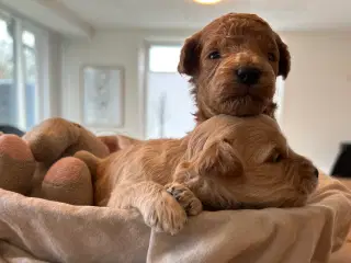 Små labradoodle hvalpe