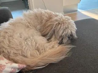 Blandnings hund 