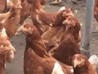 FLOTTE røde amerikaner høns sælges 