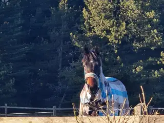 Skovsturs Hest Varmblods Traver, Vallak 9 år