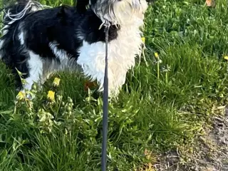 Min tæve venter hvalpe  - 3