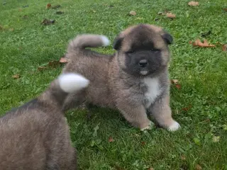 Akita American 