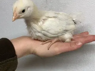 Sussex kyllinger