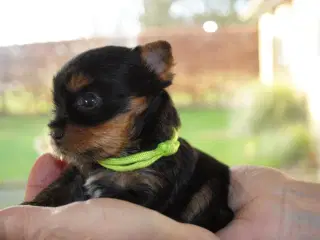 Yorkshire Terrier hvalpe.