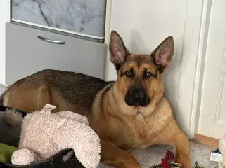 Schæfer/Rottweiler blanding