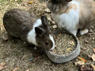 2 søde hankaniner
