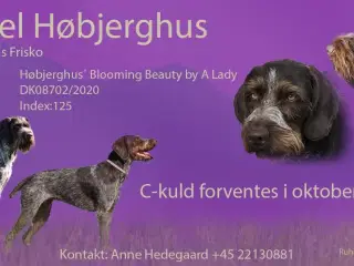 Ruhåret hønsehundehvalpe på vej. 