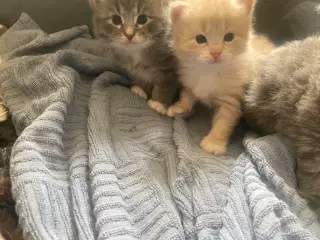 Maincoon/Ragdoll/BS