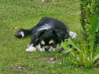 Tibetansk spaniel dreng 