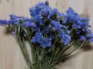 Tørrede blomster høstet 2024 fra egen avl