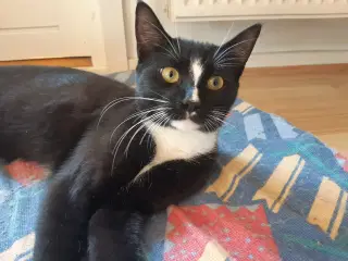 Hunkat