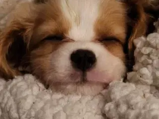 Cavalier King charles 