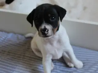 Dansk/svensk gårdhundehvalpe