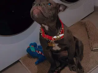 American Bully micro