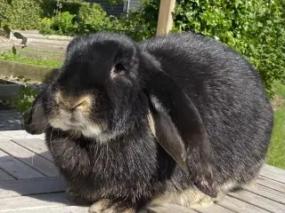 AVLSKLAR FRANSK VÆDDER HUN SORT OTTER