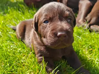 Brun labrador hvalpe sælges 